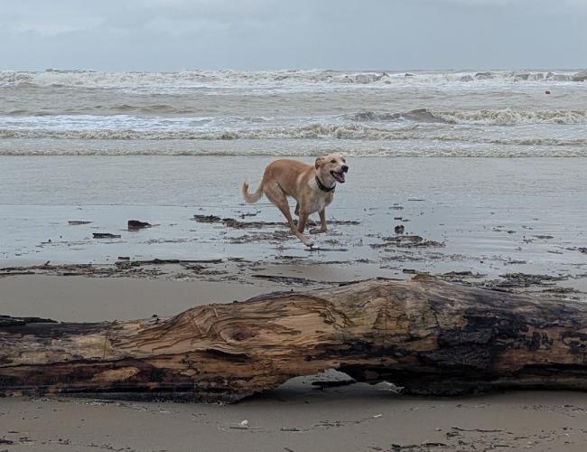 Cane corre sulla spiaggia vicino al mare agitato.